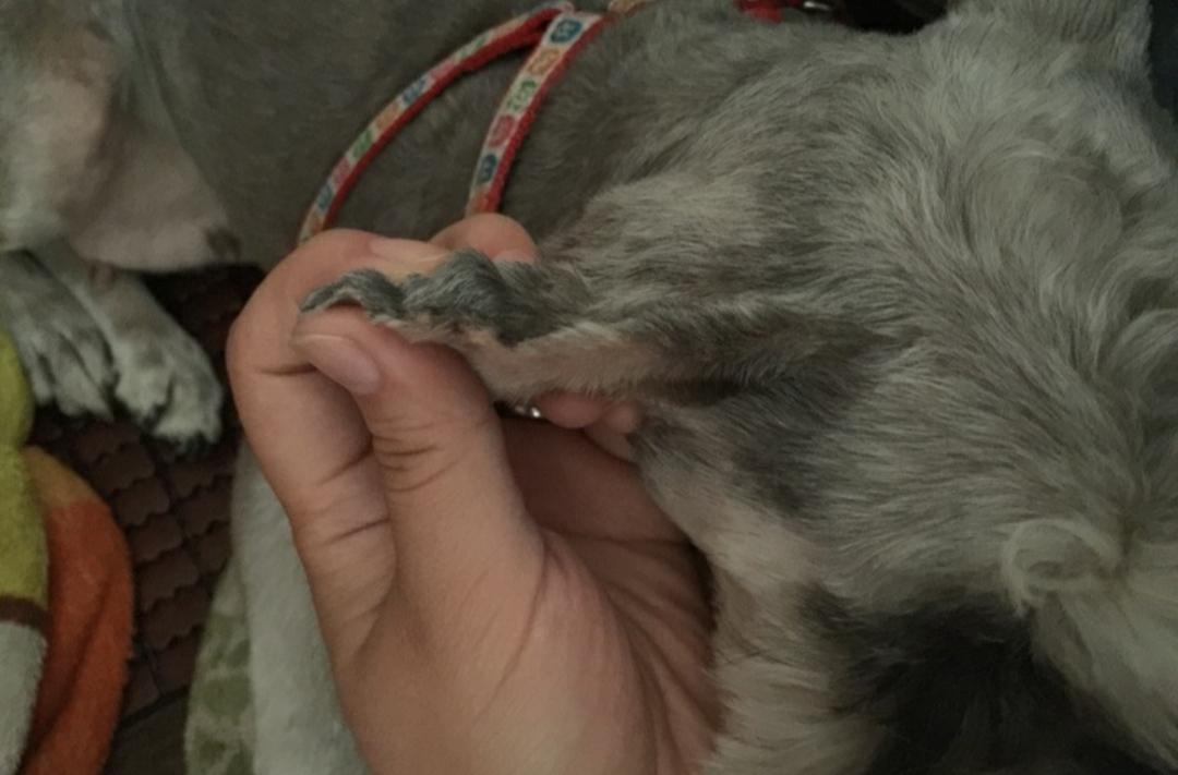 耳血肿狗狗治疗图片,耳血肿狗狗怎么办