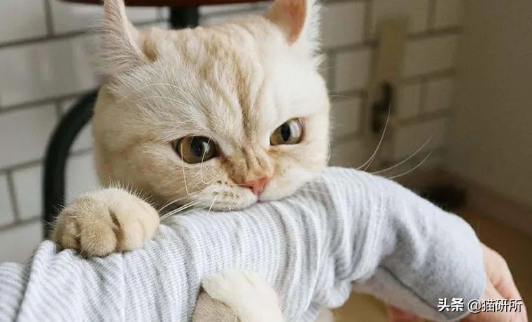 猫咪为什么老是揍主人,猫咪为什么揍年轻人