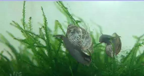 草缸常见杂螺,家居水景