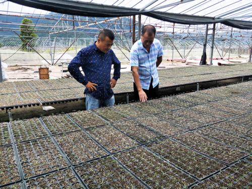 大棚西红柿种植打什么药能长大,大棚西红柿种植与管理技术