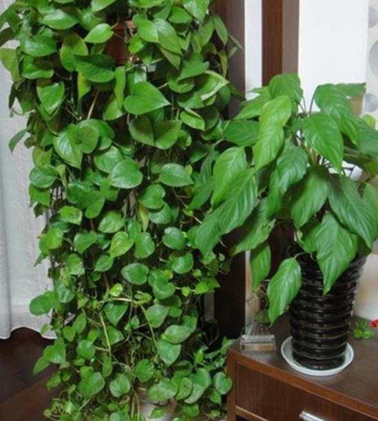 养绿萝不黄叶的方法,绿萝多久浇一次水如何养