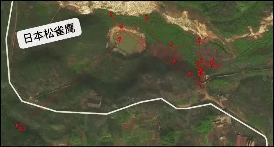 男子贩卖国家二级保护动物被刑拘,男子捕捉野生猫被拘留