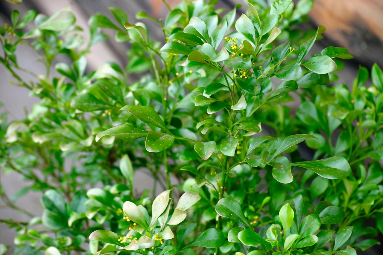 米兰花怎么养才能开得好看,米兰花的种植方法及养护