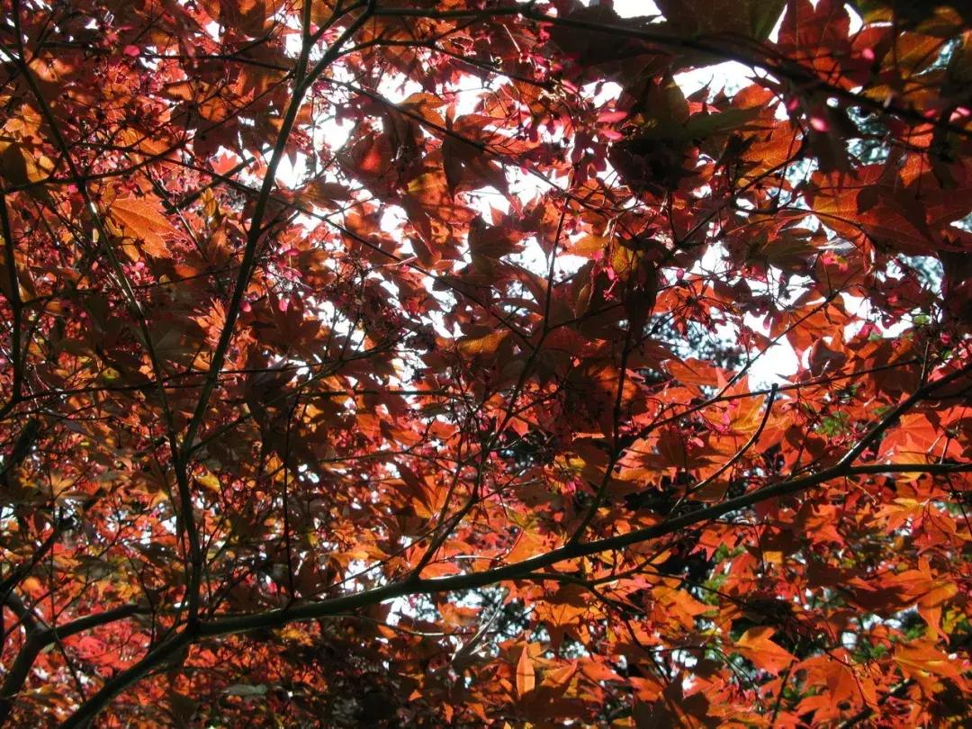 川西彩林自驾风景,川西三大草原绝美自驾游
