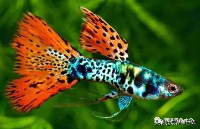 15个孔雀鱼品系图鉴绝美版,15个孔雀鱼品系图鉴