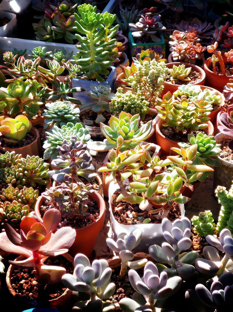 记录多肉长大的全过程,记录所有多肉成长过程