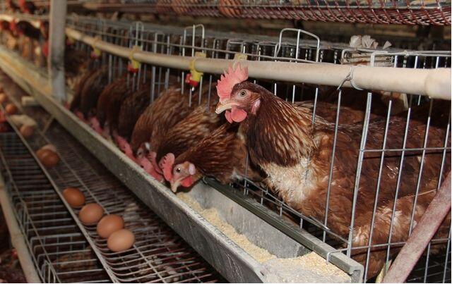 蛋鸡出现问题怎么处理,蛋鸡异常掉毛可要注意了