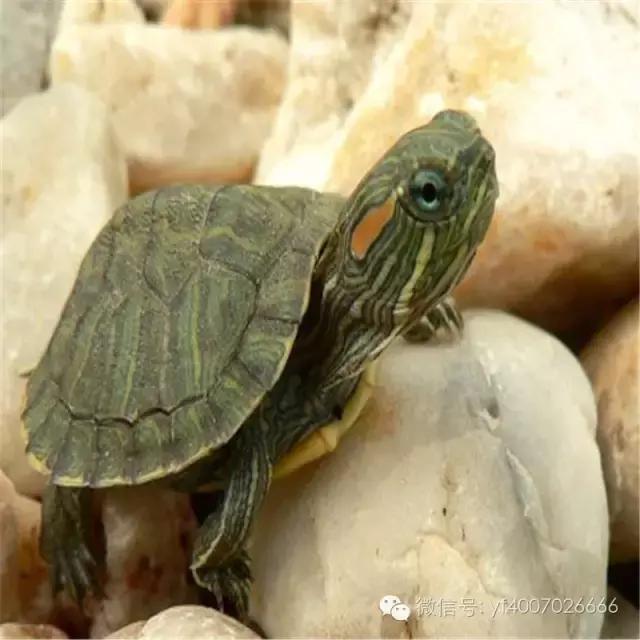 巴西龟最详细的饲养教程,焦糖巴西龟饲养方法