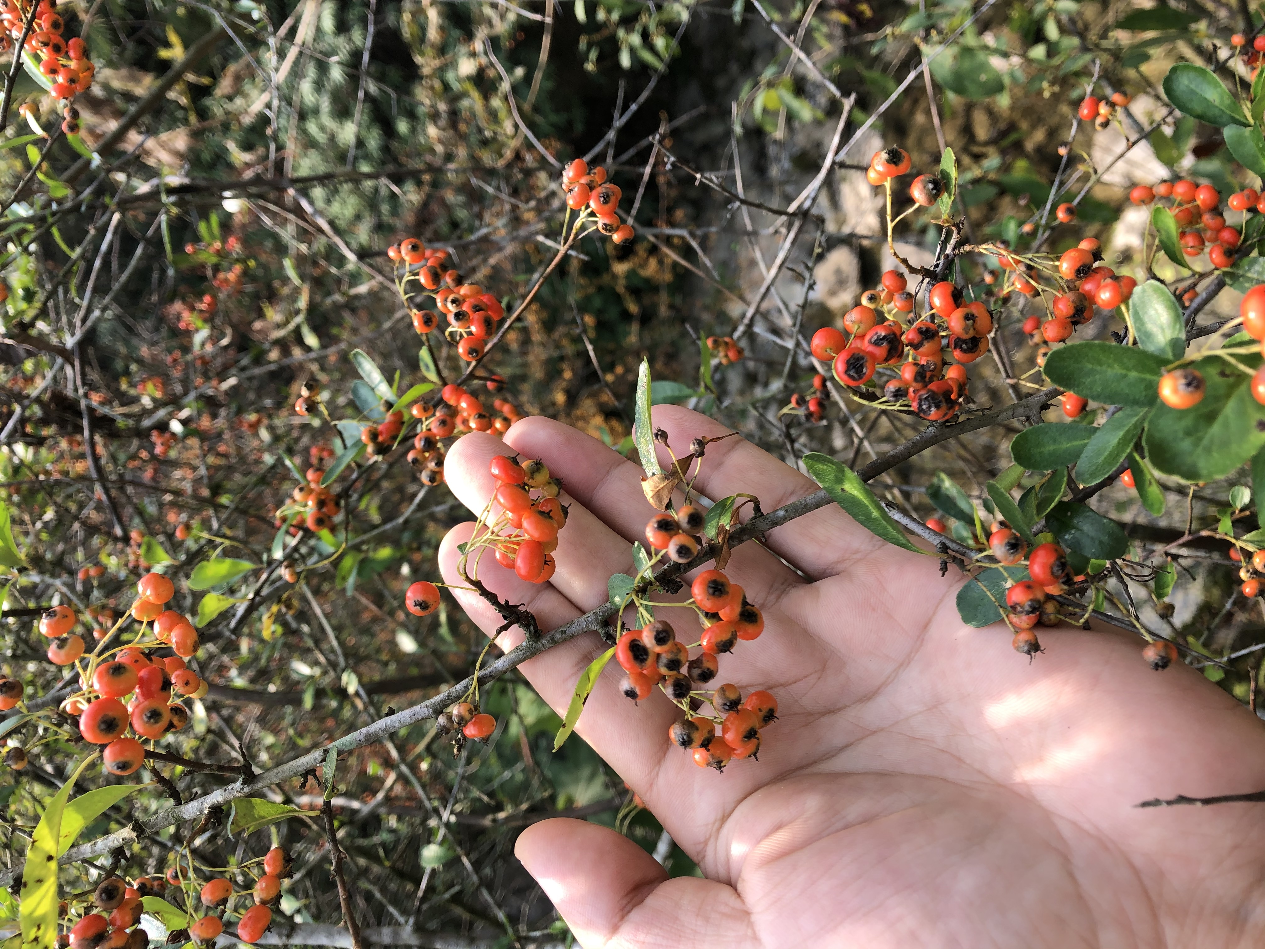 荆州市到柴埠溪大峡谷一日游,柴埠溪大峡谷自驾攻略