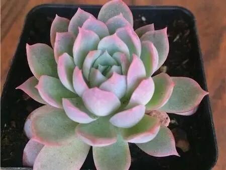 多肉植物直播紫罗兰女王,女王紫罗兰多肉