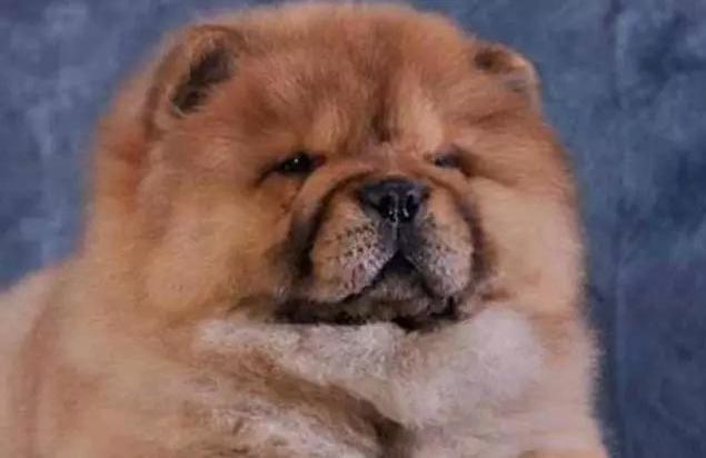 松狮犬有几种颜色,纯种松狮最大的特征