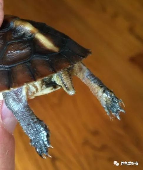 水龟一般多少天能救回来,草龟断尾怎么处理