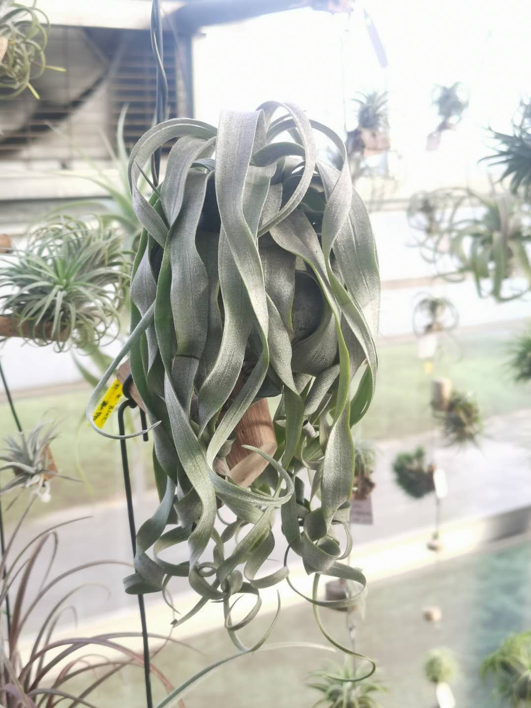 空气凤梨无土懒人植物桌面盆栽,好养懒人绿植推荐一下盆栽