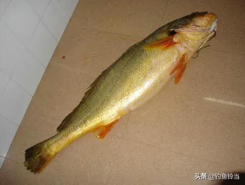 黄唇鱼的愤怒，长着贵过黄金的鱼鳔并没有错，错的是人心的贪婪！