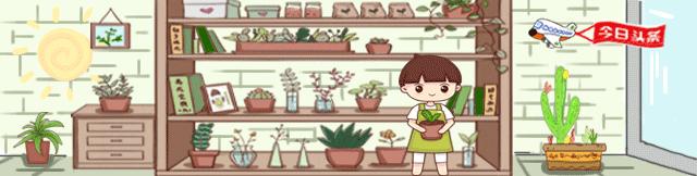 白兰花家庭盆栽,白兰花怎么养才能开花多