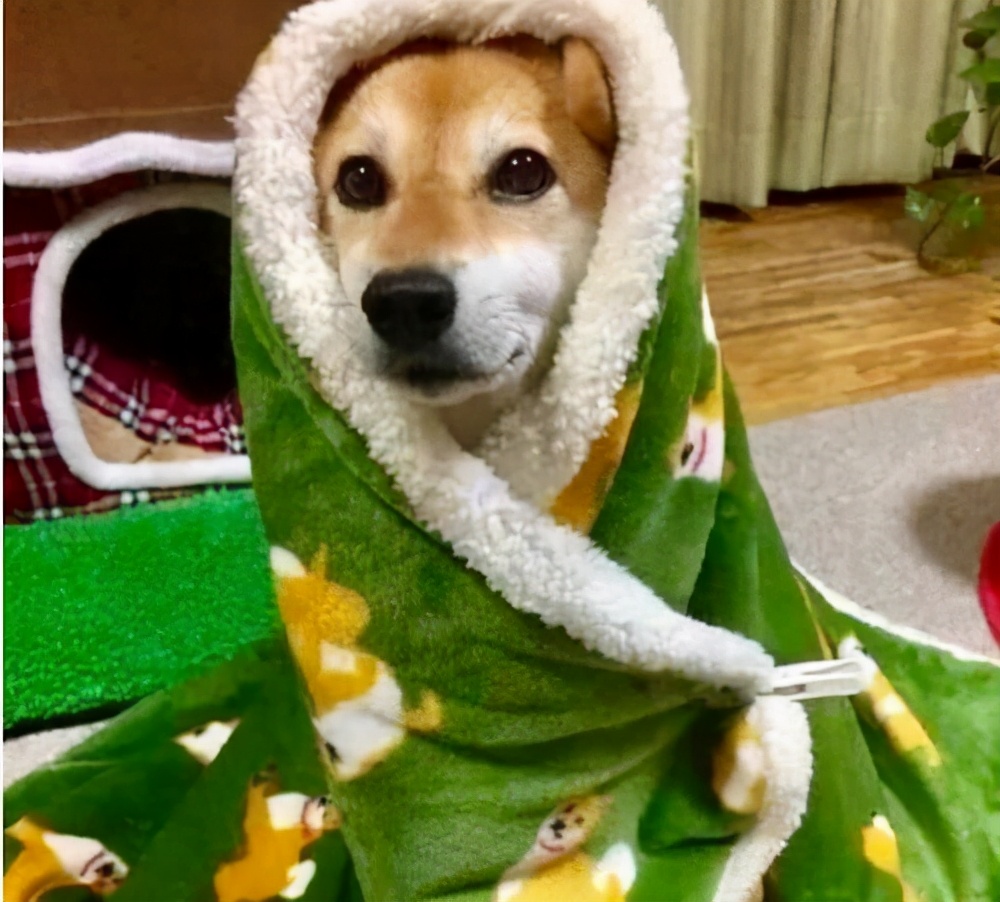 老年狗狗突然后腿站不起来还发抖,狗狗突然站不起来了发抖怎么回事