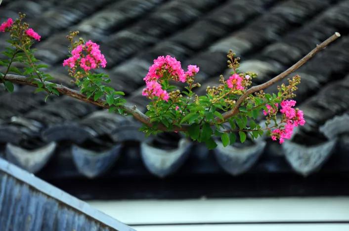 引爆旅游市场！奥体旁将打造蚌埠不夜城！新添古树苑文旅中心