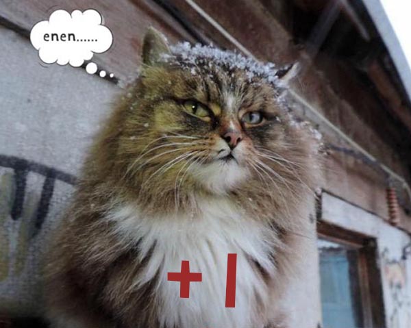 圣诞节的喵星人霸气又略萌，猫奴必看！又骗我养猫？