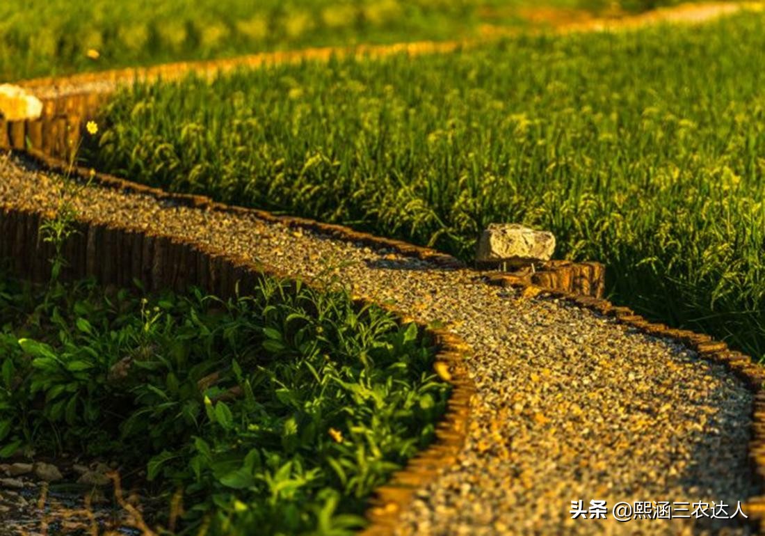 水稻苗期烂秧病的防治方法,水稻烂田怎么插秧