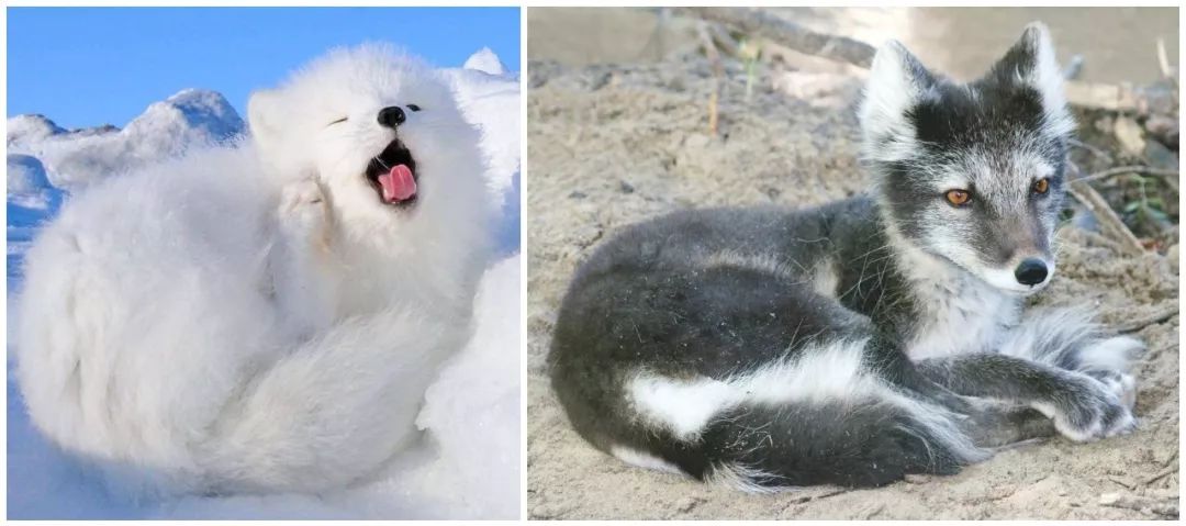 辟谣猫咪真的会记仇吗,猫咪生病怎么给猫咪保暖