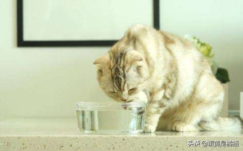 猫的饮水习惯与健康问题