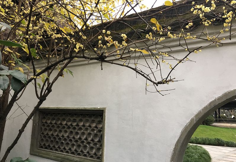 蜡梅花是不是梅,科普一下腊梅和梅花知识