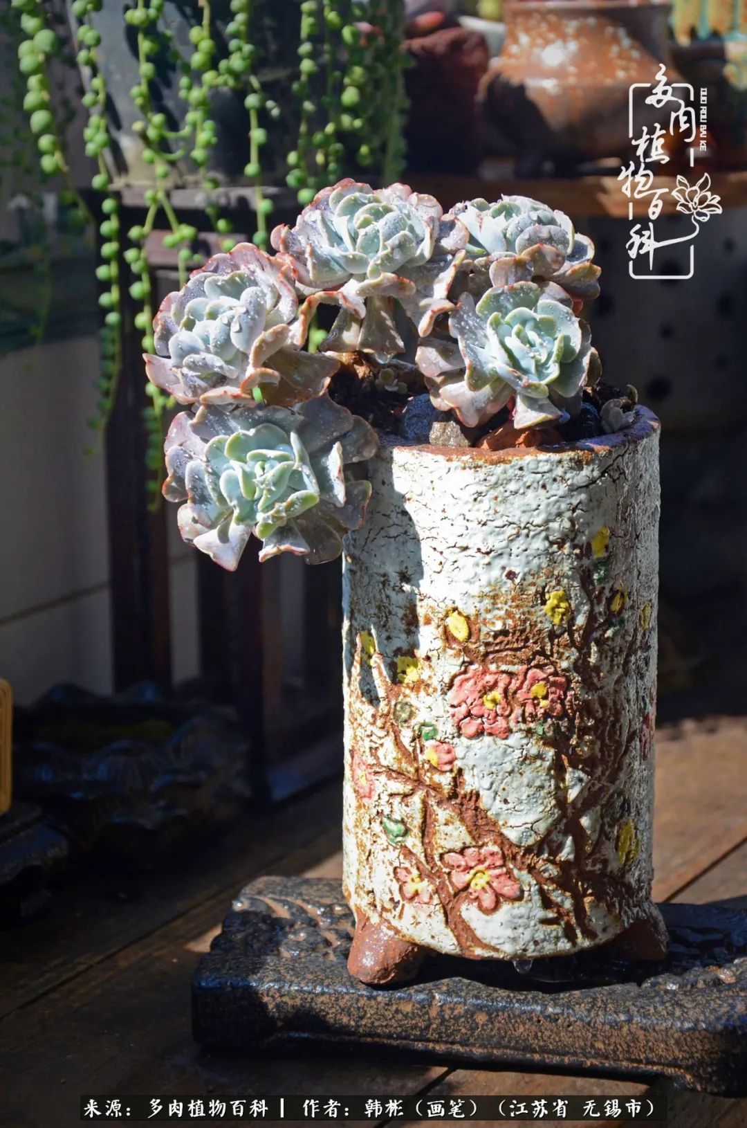 听音乐赏多肉,听音乐赏花赏美景