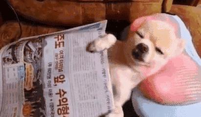 又到发情高峰期，主人忽视这些护理，小心疾病找上狗狗