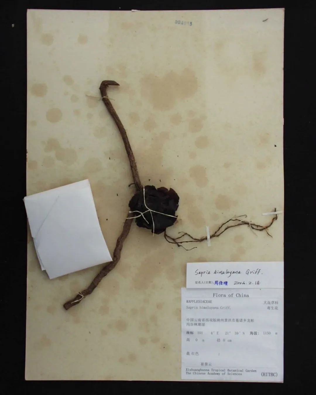 消失30年的寄生花再现,绝迹重生40