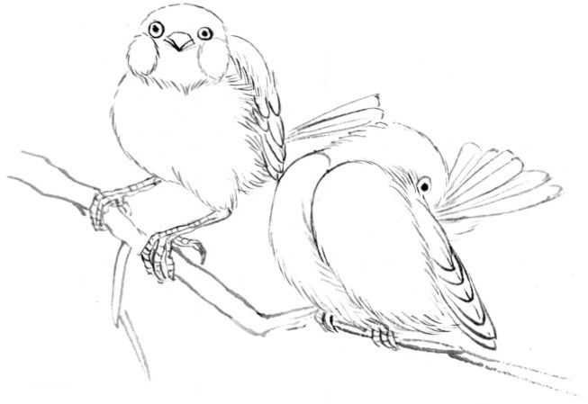 国画初学者入门步骤鸟禽,国画各种鸟类画法大全