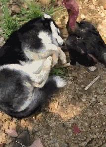 有些狗子玩着玩着就打架了,有些狗子表面上人畜无害吵起架来