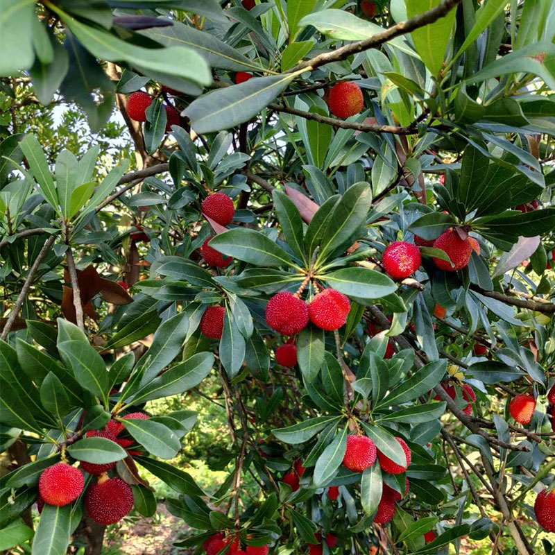 适合懒人种植的露台果树,阳台种菜种果树