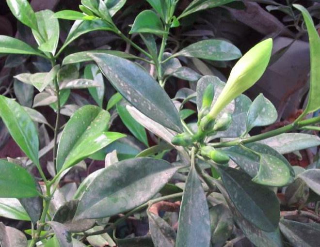 养“非洲茉莉”，常遇到这些病害、虫害，了解清楚才能养出美盆栽