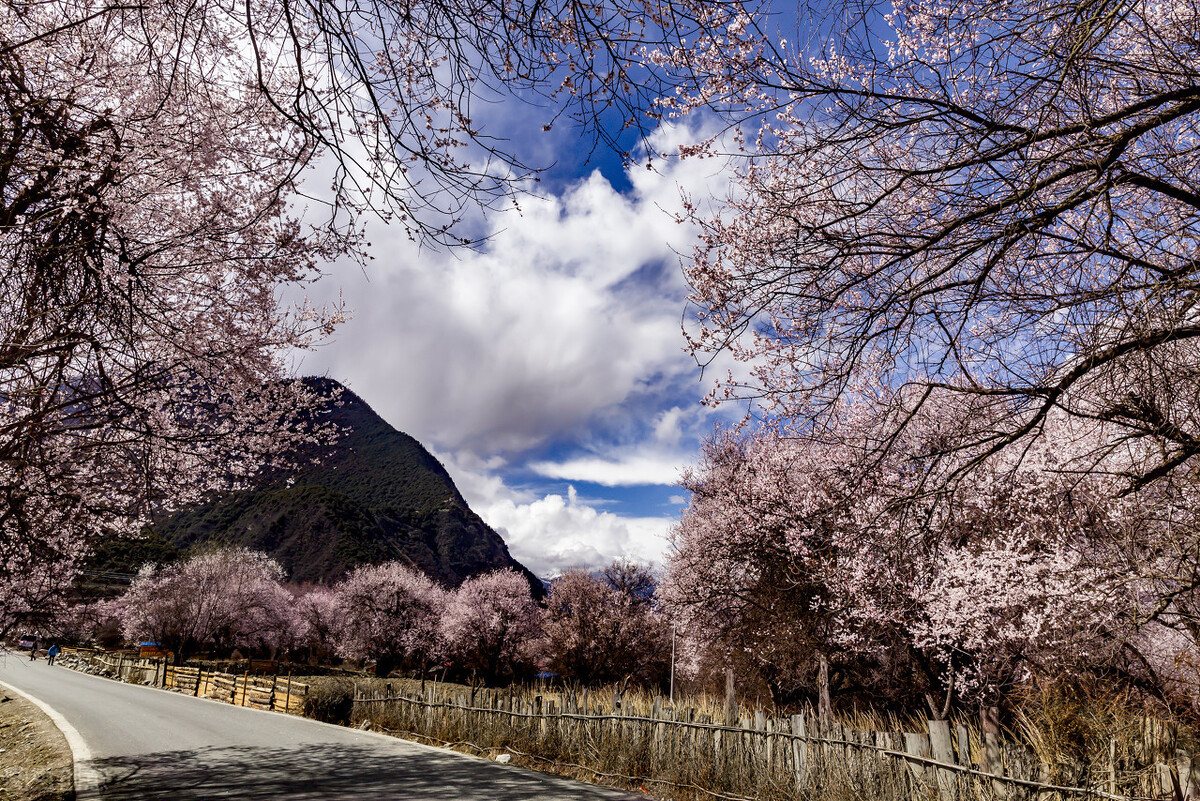 补气四大参,补气四味好药