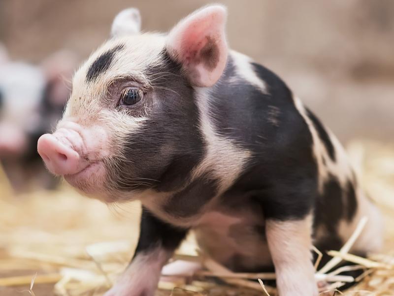 猪是蛇的克星图片,猪跟蛇谁最历害