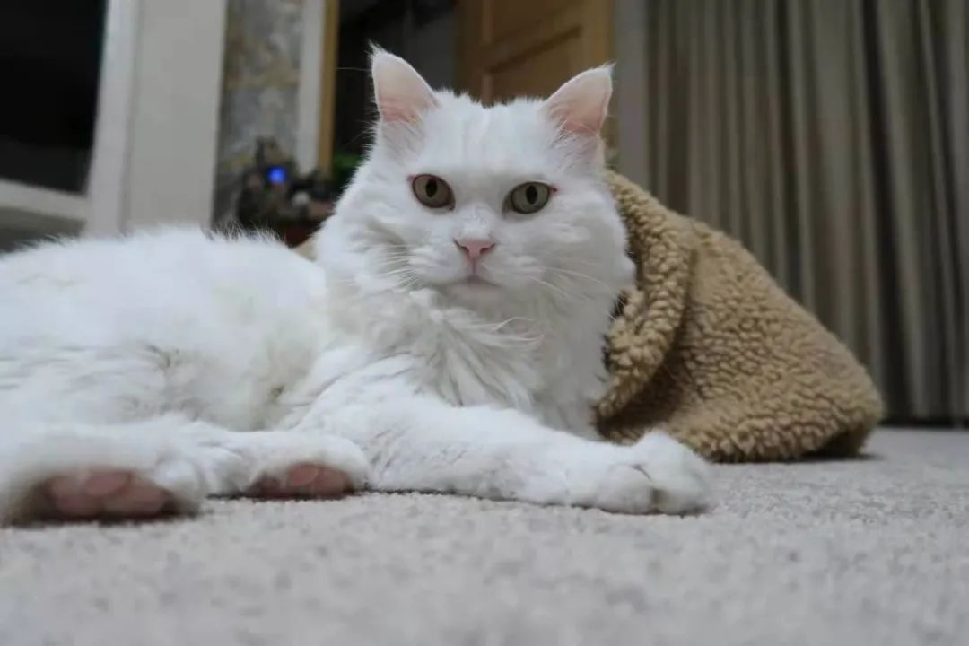 中兽医针灸疗法,中兽医验方与妙用精编