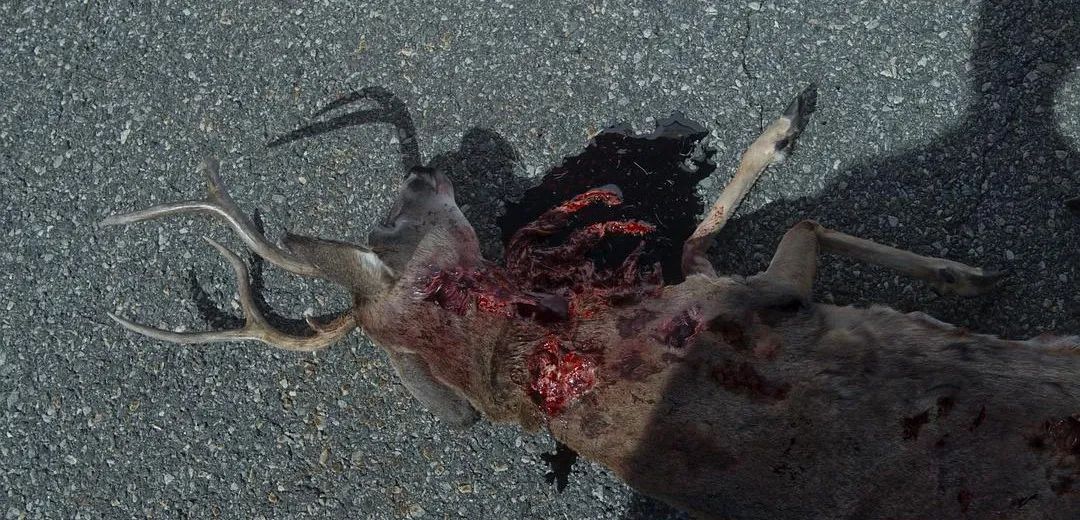 火了十年依旧顶流,火了10年的电视剧