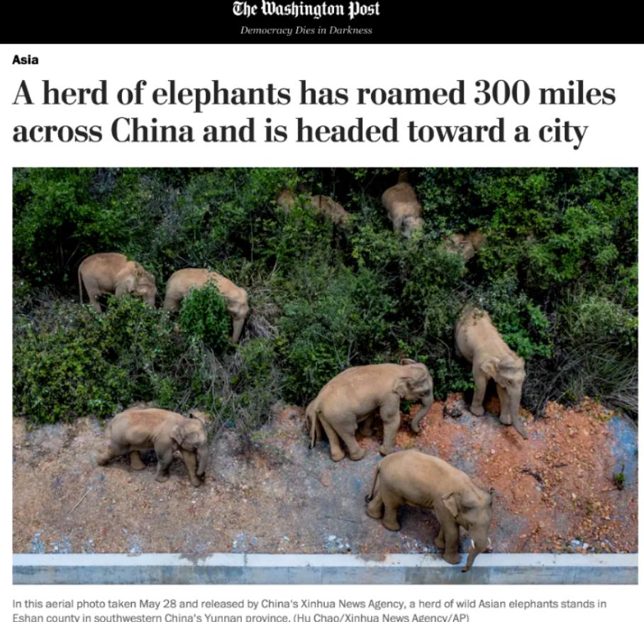 云南象萌翻全世界!外网追直播“吸大象”,夸中国护象措施太可爱