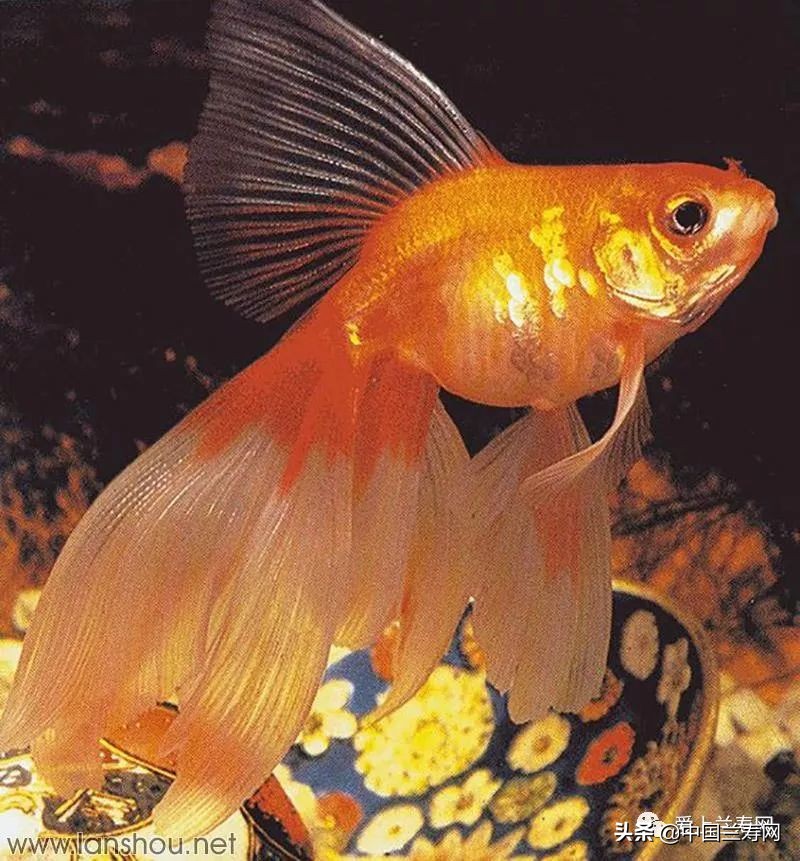 那些企图拿尾巴征服世界的金鱼们