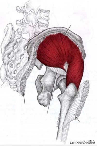 腰痛、膝痛、髋关节失稳？都是臀中肌无力惹的祸