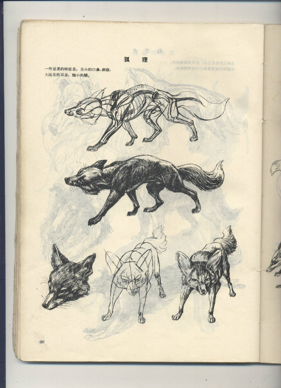 一百幅动物素描,近百幅动物画