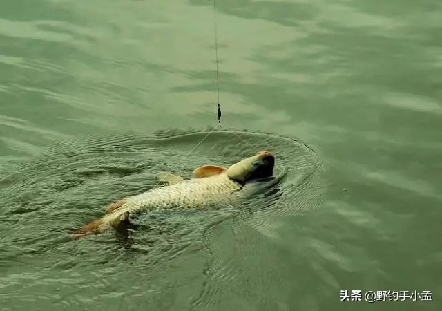 野钓大鱼太难了怎么办,野钓遇到大鱼如何溜鱼