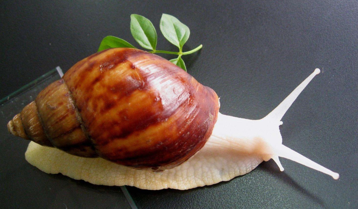 一次可产700粒卵，非洲大蜗牛能吃？摸它就可致命，它到底有多毒