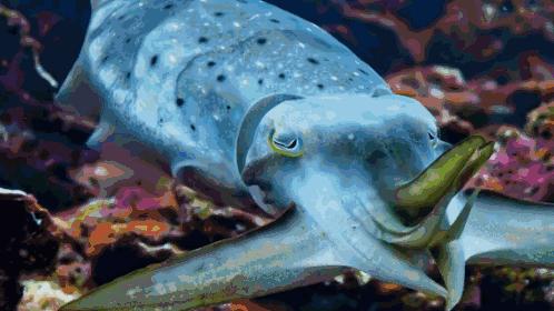 动物也疯狂丨屌丝变身女装大佬，只为偷偷跟女神交配