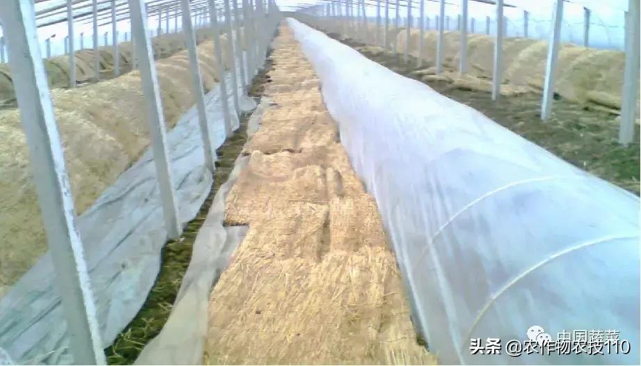 西瓜栽培技术有哪些,西瓜栽培技术全面的文字解释