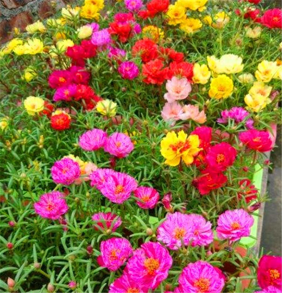 太阳花的叶子变红怎么回事,太阳花枝干发红还能开花吗