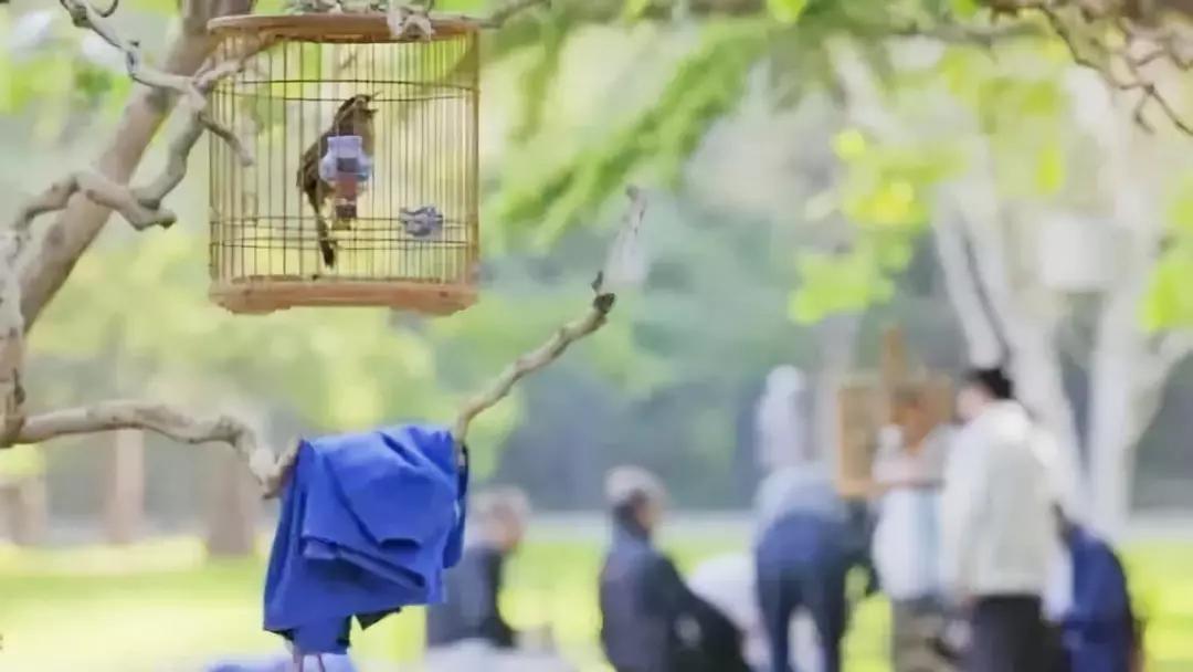 虎头凤怎样盘才不会怕人,怎样喂鸟让鸟不怕人