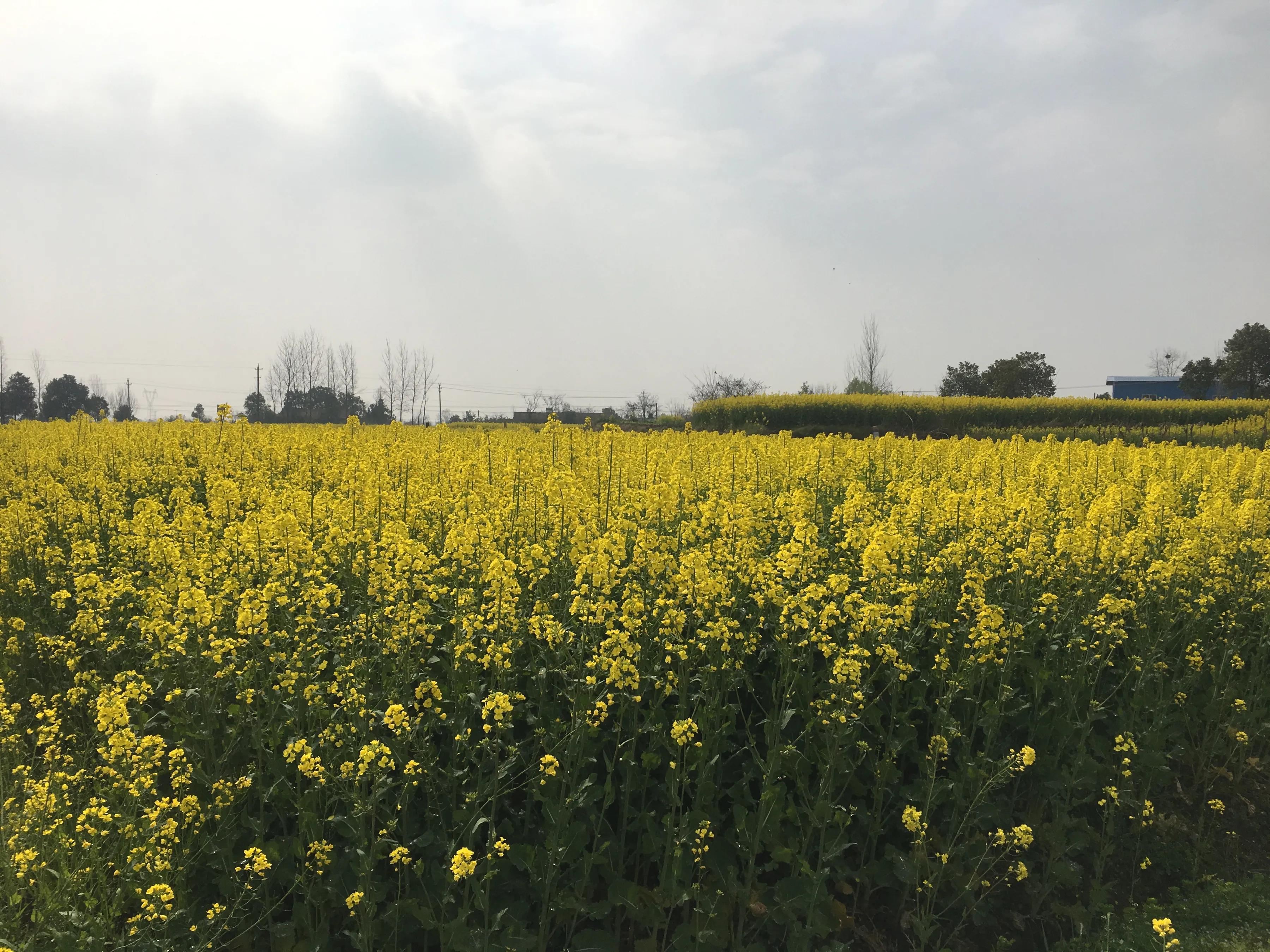 农民抢收油菜籽,今年油菜籽价格是多少啊