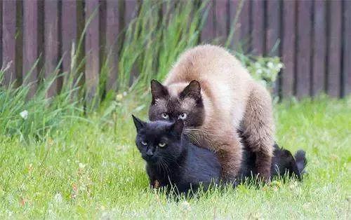 这些猫咪发情及繁育过程中的冷知识，你知道几个？