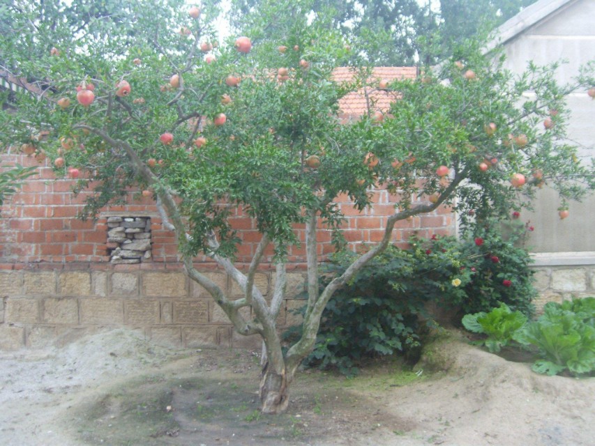 院子里的石榴树死了,院子里的石榴树能用百菌清吗